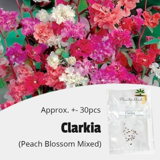 （คุณภาพสูง เมล็ด）[Plantfilled] Clarkia Peach Blossom ed Seeds | s - Approx 30 seedsed K5BP/ขายดี D5C8
