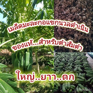 ผลิตภัณฑ์ใหม่ เมล็ดพันธุ์ จุดประเทศไทย ❤เมล็ดอวบอ้วนมะละกอ 150  เมล็ด (3 g) เมล็ดอวบอ้วนมะละกอ แขกนวลดำเนิน ต้น คล/ขา EC