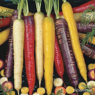 ผลิตภัณฑ์ใหม่ เมล็ดพันธุ์ เมล็ดพันธุ์ แครอทคละสี (Rainbow Mixed Carrot Seed) บรรจุ 60 เมล็ด คุณภาพดี ของแท้ 100 /ขายด TO
