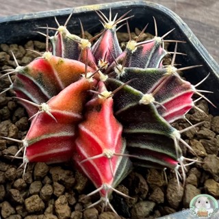 (B9) ต้นยิมโนด่าง คัดพิเศษ ไม้เมล็ด - (gymnocalycium) - แคคตัส/ง่าย ปลูก สวนครัว เมล็ด/อินทรีย์ ZNW6