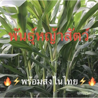 ผลิตภัณฑ์ใหม่ เมล็ดพันธุ์ เมล็ดพันธุ์คุณภาพสูงในสต็อกในประเทศไทย พร้อมส่ง ะให้ความสนใจของคุณเมล็ดอวบอ้วนหญ้าบรา /ขายดี V