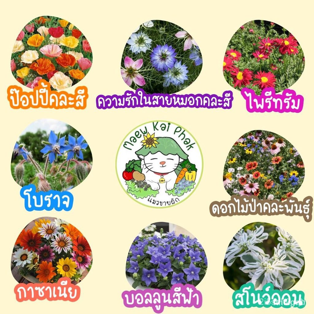 ผลิตภัณฑ์ใหม่-เมล็ดพันธุ์-จุดประเทศไทย-เมล็ดอวบอ้วน-รวมชุด-ดอกไม้-ปลูกง่าย-ดอกสวย-ทานตะวันแคระ-เดซี่ขาว-คาโมมา-สวนครัว
