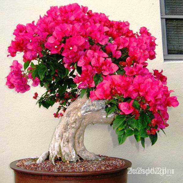 ผลิตภัณฑ์ใหม่-เมล็ดพันธุ์-2022ต้นเฟื่องฟ้าแคระ-bougainvillea-บอนไซ-เฟื่องฟ้าสาวิตรี-ดอกสีชมพูบานเย็น-ลำต้นสูง-ขายด-f9