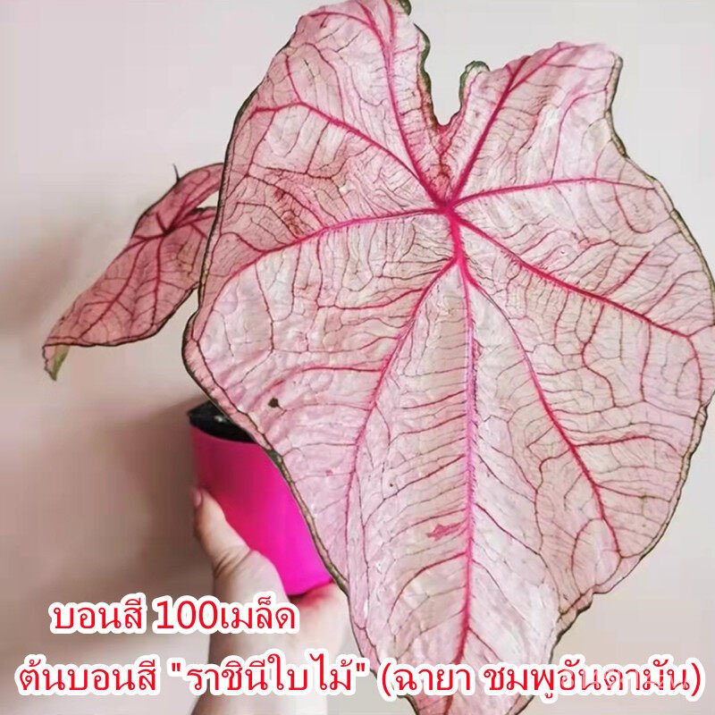 คุณภาพสูง-เมล็ด-ขายเมล็ดพันธุ์-ห่อละ-100-เมล็ด-เมล็ดบอนสี-ต้นบอนสี-ราชินีใบไม้-caladium-อินทรีย์-ผัก-ปลูก-ขายด-tw