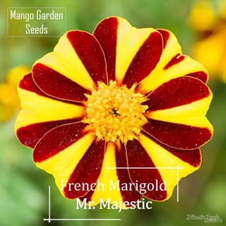 ผลิตภัณฑ์ใหม่ เมล็ดพันธุ์ จุดประเทศไทย ❤*Rare* French Marigold Mr. Majestic Flower Seeds - 50 Seed *Pot Friendl คล/ขา AV
