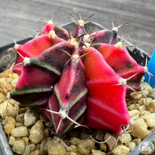 (B33) ต้นยิมโนด่าง คัดพิเศษ ไม้เมล็ด - (gymnocalycium) - แคคตัส/ง่าย ปลูก สวนครัว เมล็ด/สวนครัว SUA7