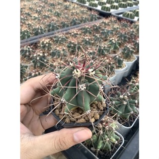 เฟอโรหนามแดง เฟอโรเล็บเหยี่ยว  Ferocactus letispinus แคคตัส ไม้เมล็ด