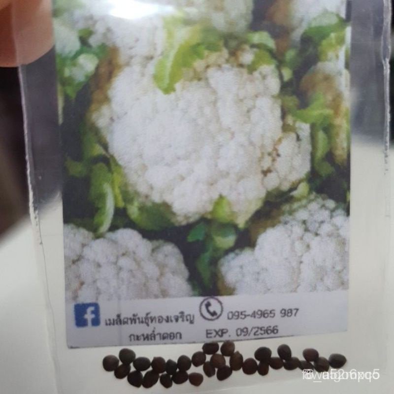 ผลิตภัณฑ์ใหม่-เมล็ดพันธุ์-เมล็ดพันธุ์คุณภาพสูงในสต็อกในประเทศไทย-พร้อมส่ง-ะให้ความสนใจของคุณกะหล่ำดอกถูกที่สุด1-ดอก-kpl