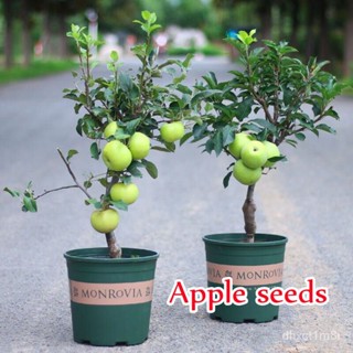 （คุณภาพสูง เมล็ด）50 เมล็ด Apple Seeds พันธุ์ไม้ผล เมล็ดพันธุ์ ต้นผลไม้ ต้นไม้ประดับ เมล็ด ต้น/ง่าย ปลูก สวนครัว /ดอก QME