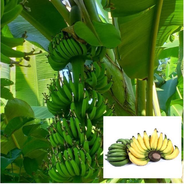 ผลิตภัณฑ์ใหม่-เมล็ดพันธุ์-2022พันธุ์-กล้วยเล็บมือนาง-หน่อกล้วย-หน่อกล้วย-พร้อมปลูกลงดินได้เลย-จัดส่งพร้อมถุง-6-ขายด-zy