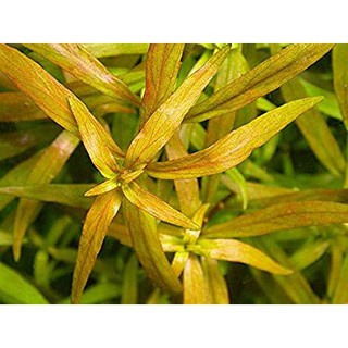 ต้นไม้น้ำ-ลัดวิเจีย-เบรวิเปส-ludwigia-brevipes