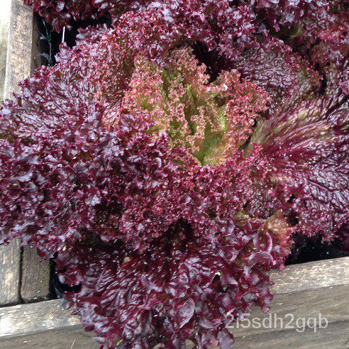 คุณภาพสูง-เมล็ด-เมล็ดพันธุ์-ผักสลัด-โลโลรอสโซ่-lollo-rosso-lettuce-seed-บรรจุ-500-เมล็ด-คุณ-ง่าย-ปลูก-สวนครัว-สวนครัว