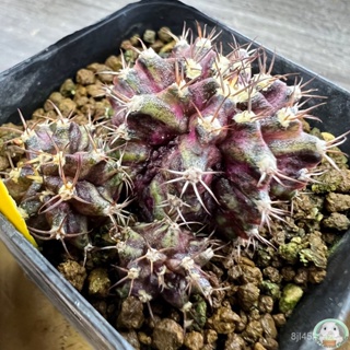 (Y13) ต้นยิมโนหน้ายับ ลูก Trex ไม้เมล็ด - (gymnocalycium) - แคคตัส/ง่าย ปลูก สวนครัว เมล็ด/ขายดี EHJY