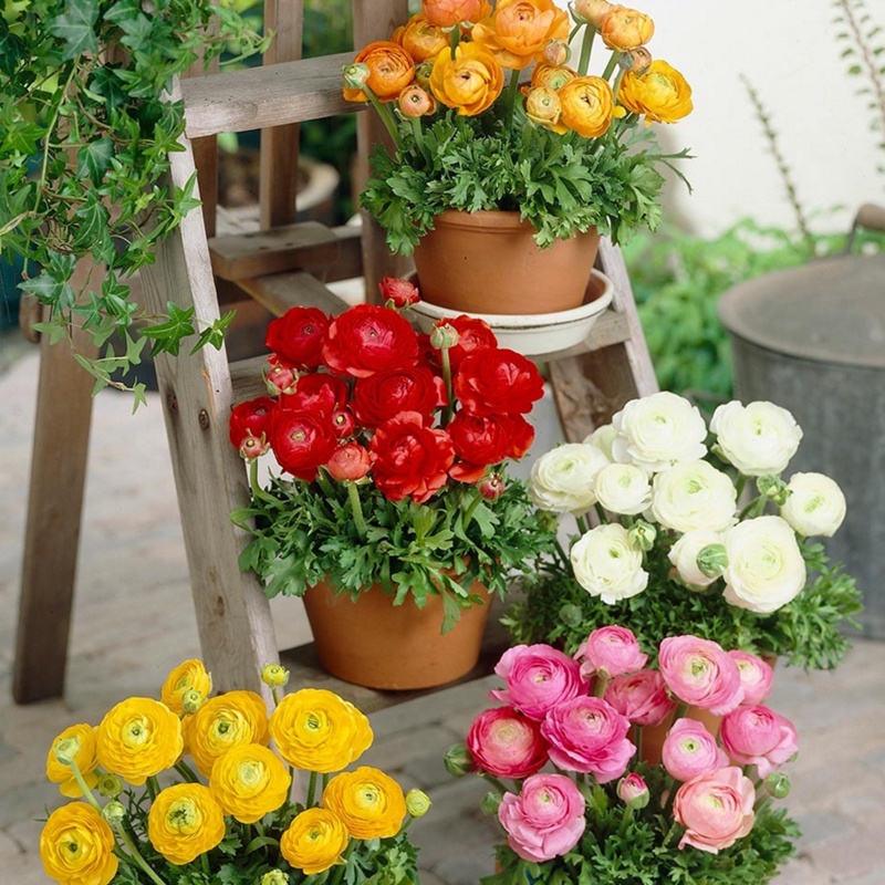 ranunculus-ball-เมล็ดดอกโบตั๋นในร่มและกลางแจ้ง-กระถางต้นไม้-ให้อาหารแก่กล้าไม้