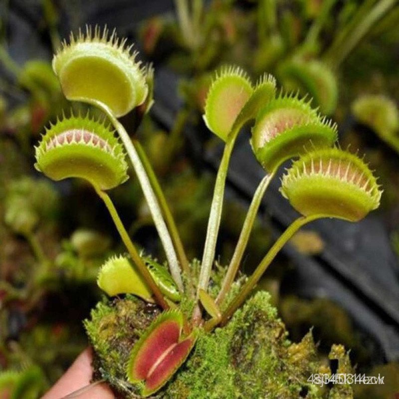 ผลิตภัณฑ์ใหม่-เมล็ดพันธุ์-venus-flytrap-30-seeds-plant-venus-flytrap-seeds-fly-trap-carniv-ขายดี็ด-rmn8