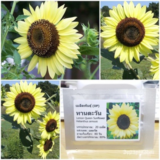 ผลิตภัณฑ์ใหม่ เมล็ดพันธุ์ เมล็ดพันธุ์ ทานตะวันเลม่อนควีน (Lemon Queen Sunflower Seed) บรรจุ 20 เมล็ด คุณภาพดี ร /ขายดี X
