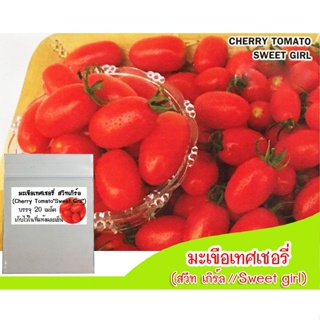 （คุณภาพสูง เมล็ด）เมล็ดพันธุ์มะเขือเทศเชอรี่ สวีทเกิร์ล (Cherry Tomato Sweet Girl) 20 เมล็ด เม/ง่าย ปลูก สวนครัว /ขายดี I
