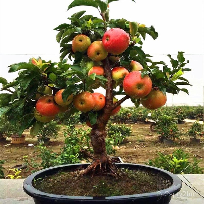 คุณภาพสูง-เมล็ด-บอนสี-เมล็ดพันธุ์-50เมล็ด-dwarf-apple-seeds-ต้นไม้ประดับ-พันธุ์ไม้ผล-ต้นไม้ม-ขายดี-ผัก-ปลูก-ขายดี-b9lx
