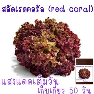 เมล็ด​พันธุ์​ สลัด​ เรดคอรัล​ red coral lettuce​ 100​เมล็ด​/คละ ผัก ปลูก สวนครัว คละ/คละ FVGR