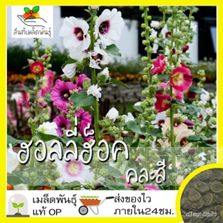 ผลิตภัณฑ์ใหม่ เมล็ดพันธุ์ จุดประเทศไทย ❤เมล็ดอวบอ้วน ฮอลลี่ฮ็อค คละสี 50 เมล็ด Mixed Hollyhock Flower เมล็ดอวบอ้วน/เ ZN6