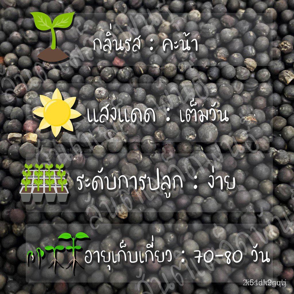 ผลิตภัณฑ์ใหม่-เมล็ดพันธุ์-เมล็ดพันธุ์-เคลไซบีเรียน-500-เมล็ด-siberian-kale-seed-เมล็ดพันธุ์แท้100-นำเข้าจากต่างปร-เมล็ด