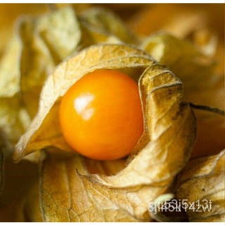 ผลิตภัณฑ์ใหม่ เมล็ดพันธุ์ 10pcs Ground Cherry Seeds |Organic Plant Vegetable Garden Fruit Gooseberry Tomato LB1 /ขายด ZG