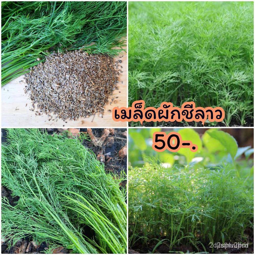 ผลิตภัณฑ์ใหม่-เมล็ดพันธุ์-2022เมล็ดอวบอ้วนผักชีลาว-ผักชีลาว-1ชุด1000เมล็ด-อัตรางอกดี90เปอเซ็นปลูกลงกะถาง-ปฃูกผัก-ค-เ-jla