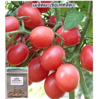 ผลิตภัณฑ์ใหม่ เมล็ดพันธุ์ 2022เมล็ดอวบอ้วนมะเขือเทศสีดา ส้มตำ 100 เมล็ด [10เเถม1 คละได้]เมล็ดอวบอ้วน 100% รอคอย คล/เ LRO