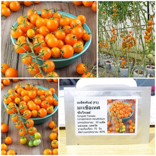 เมล็ดพันธุ์ มะเขือเทศเชอรี่ ซันโกลด์ (Sungold Tomato Seed) บรรจุ 10 เมล็ด คุ/ง่าย ปลูก สวนครัว เมล็ด/สวนครัว ROCS