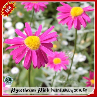 ผลิตภัณฑ์ใหม่ เมล็ดพันธุ์ 202220 เมล็ด Pyrethrum  ไพรีทรัม สีชมพู เมล็ดอวบอ้วนไพรีทรัม เมล็ดไพรีทรัมเมล็ดอวบอ้วน 1/เมล็ด