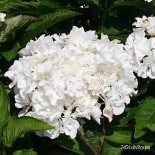 ผลิตภัณฑ์ใหม่ เมล็ดพันธุ์ 1pcs Hydrangea Seed Bonsai Flower Seeds Garden Flowers Seeds Outdoor Plant #CD21 GKCG/เมล็ดด V