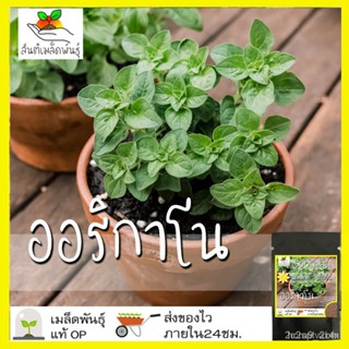 ผลิตภัณฑ์ใหม่ เมล็ดพันธุ์ สปอตสินค้า❤เมล็ดอวบอ้วน ออริกาโน 500 เมล็ด Oregano เมล็ดอวบอ้วนแท้ นำเข้าจากต่างประเทศ/ขายด FN