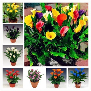 ผลิตภัณฑ์ใหม่ เมล็ดพันธุ์ 10pcs Calla Lily Rare Flower Seeds Bonsai Potted Plant Perennial Flowers REAN คละ สวนค/ขายดี 6