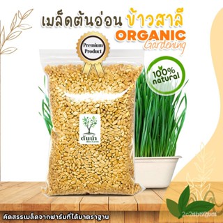 ผลิตภัณฑ์ใหม่ เมล็ดพันธุ์ สปอตสินค้า❤เมล็ดต้นอ่อนข้าวสาลี Organic100% เมล็ดอวบอ้วนผัก เมล็ดสำหรับเพาะงอกพร้อมปล คล/เ IXN