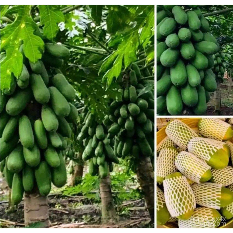 ผลิตภัณฑ์ใหม่-เมล็ดพันธุ์-2022เมล็ดพันธุ์มะละกอพันธุ์ฮอลแลนด์-papaya-seeds-holland-น้ำหนัก-5-กรัม-200-เมล็ด-ส-ขายดี-i