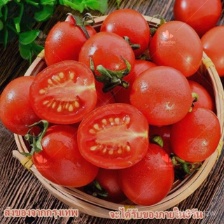 （คุณภาพสูง เมล็ด）โปรโมชั่น Cherry Tomato Seed 100เมล็ด Vegetable Seed เมล็ดพันธุ์มะเขือเทศเชอ/คละ ผัก ปลูก /คละ IRIK