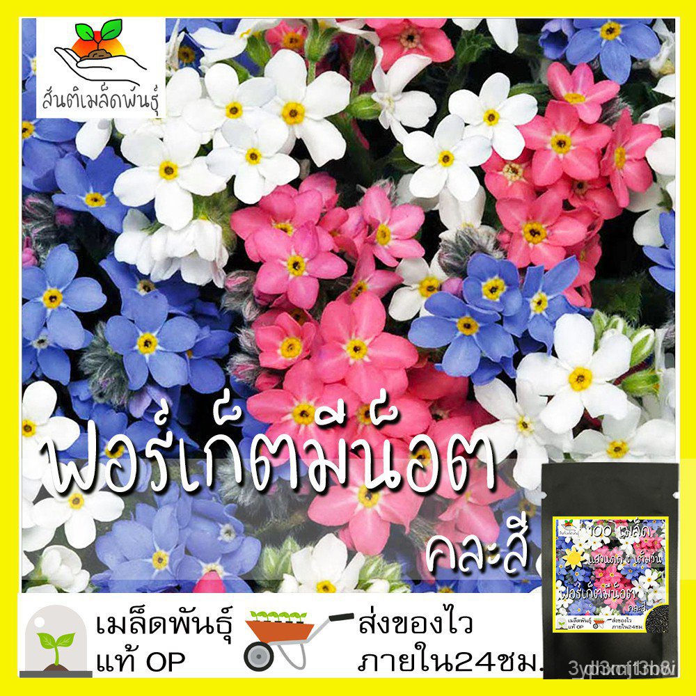 ผลิตภัณฑ์ใหม่-เมล็ดพันธุ์-จุดประเทศไทย-เมล็ดอวบอ้วน-ฟอร์เก็ตมีน็อต-คละสี-100-เมล็ด-mixed-forget-me-not-เมล็ดอ-ดอก-sef