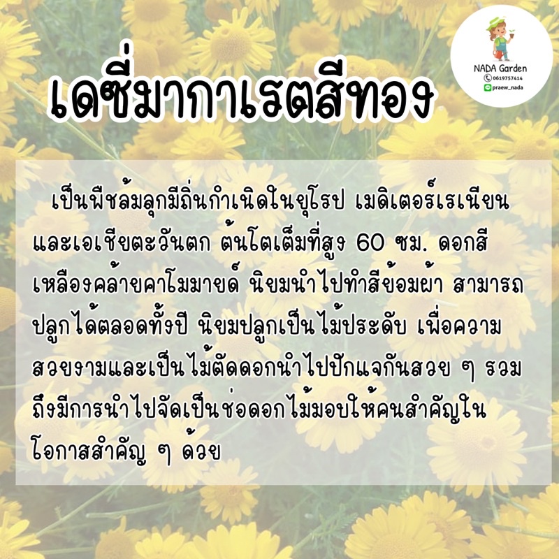 เมล็ดพันธุ์เดซี่มากาเรตสีทอง 300เมล็ด ( 𝒀𝒆𝒍𝒍𝒐𝒘 𝑪𝒉𝒂𝒎𝒐𝒎𝒊𝒍𝒆/𝑮𝒐𝒍𝒅𝒆𝒏 ...