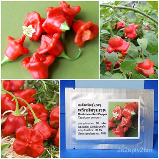 （คุณภาพสูง เมล็ด）เมล็ดพันธุ์ พริกมัสรูมเรด (Mushroom Red Pepper Seed) บรรจุ 20 เมล็ด คุณภาพดี ราคาถู/ง่าย ปลูก ส/ขายด HC