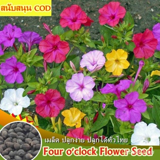 ผลิตภัณฑ์ใหม่ เมล็ดพันธุ์ 2022ปลูกง่าย Mixed Colors Four Oclock Flower Seed for Planting (35-40 PCS) Bonsai Flowe/เ FNT