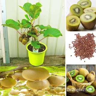 ผลิตภัณฑ์ใหม่ เมล็ดพันธุ์ 2022บอนสี เมล็ดอวบอ้วน เมล็ดอวบอ้วน กีวี่ 300เมล็ด KIWI Seeds บอนสีหายาก เมล็ดอวบอ้วน คล/เ XHI