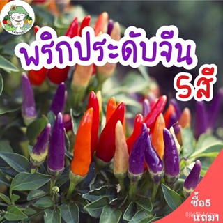 ผลิตภัณฑ์ใหม่ เมล็ดพันธุ์ มล็ดพันธุ์ พริกประดับจีน 5 สี 50 เมล็ด Chinese Ornamental 5 Color Pepper เมล็ดพันธุ์แท/ขายดี X