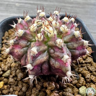 (W35) ต้นยิมโนหน้ายับ ลูก Trex ไม้เมล็ด - (gymnocalycium) - แคคตัส/ง่าย ปลูก สวนครัว เมล็ด/ขายดี UACT