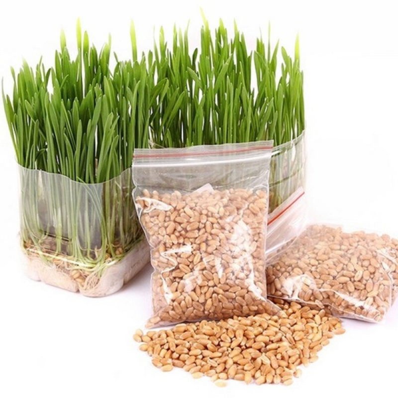 คุณภาพสูง-เมล็ด-50เมล็ด-เมล็ด-หญ้าแมว-cat-grass-seeds-ต้นไม้มงคล-ต้นไม้ฟอกอากาศ-ของตกแต่งสวน-ง่าย-ปลูก-สวนครัว-สวนครัว