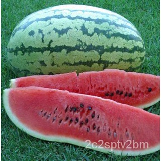 （คุณภาพสูง เมล็ด）แตงโมคลอนไดค์ - Klondike Striped Watermelon(ฟรีคู่มือปลูก)/ง่าย ปลูก สวนครัว เมล็ด/อินทรีย์ EGAD