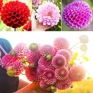 （คุณภาพสูง เมล็ด）เมล็ดพันธุ์ ดอกรักเร่คละสี (Dahlia Flower Mix Seed) 200 เมล็ด คุณภาพดี ราคาถ/ง่าย ปลูก สวนครัว /สวนครัว