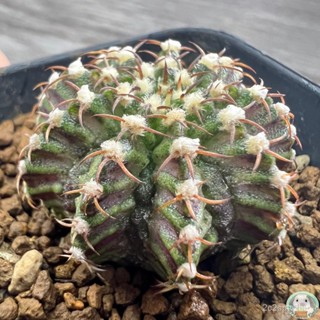 (W52) ต้นยิมโนหน้ายับ ลูก Trex ไม้เมล็ด - (gymnocalycium) - แคคตัส/ง่าย ปลูก สวนครัว เมล็ด/ผักสลัด XIV4