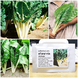 （คุณภาพสูง เมล็ด）เมล็ดพันธุ์ สวิสชาร์ด ฟอร์ดฮูค (Fordhook Swiss Chard Seed) บรรจุ 100 เมล็ด คุณภาพดี ของแท้ 100%/ขายด Q9