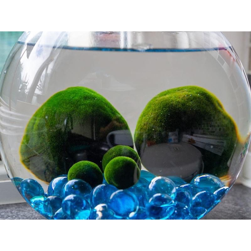 marimo-jumbo-size-import-from-norway-มาริโมะ-นำเข้า-ไซด์ใหญ่-พันธุ์ขนยาว-เขียวสวย-แข็งแรง-มอส-มารีโมะ-ของขวัญ-ของฝาก-ปลา