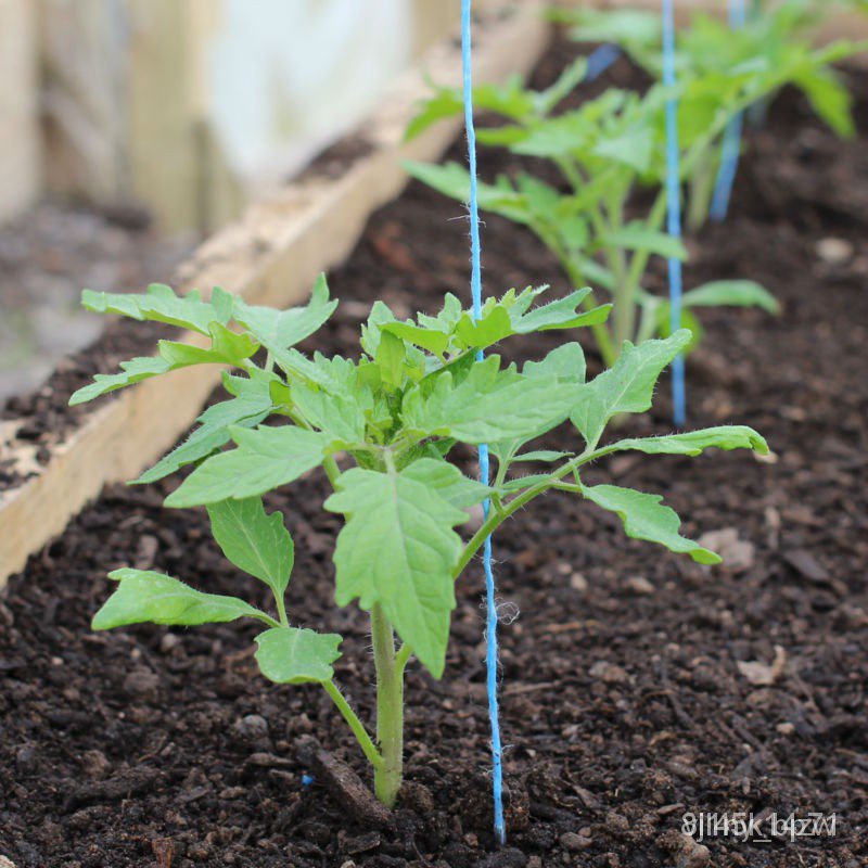 ผลิตภัณฑ์ใหม่-เมล็ดพันธุ์-เมล็ดพันธุ์มะเขือเทศเชอร์รี่ทับทิมแดง-cherry-tomato-เมล็ดมะเขือเทศ-เมล็ดพันธุ์มะเขือ-ขายด-mz